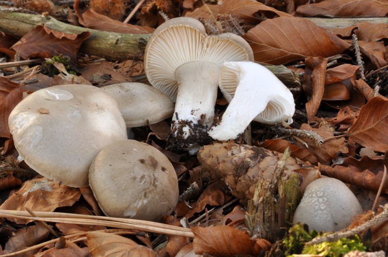 3 Hygrophorus dell''Orecchiella.